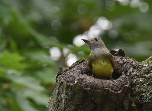 Image of Great Crested Flycatcher