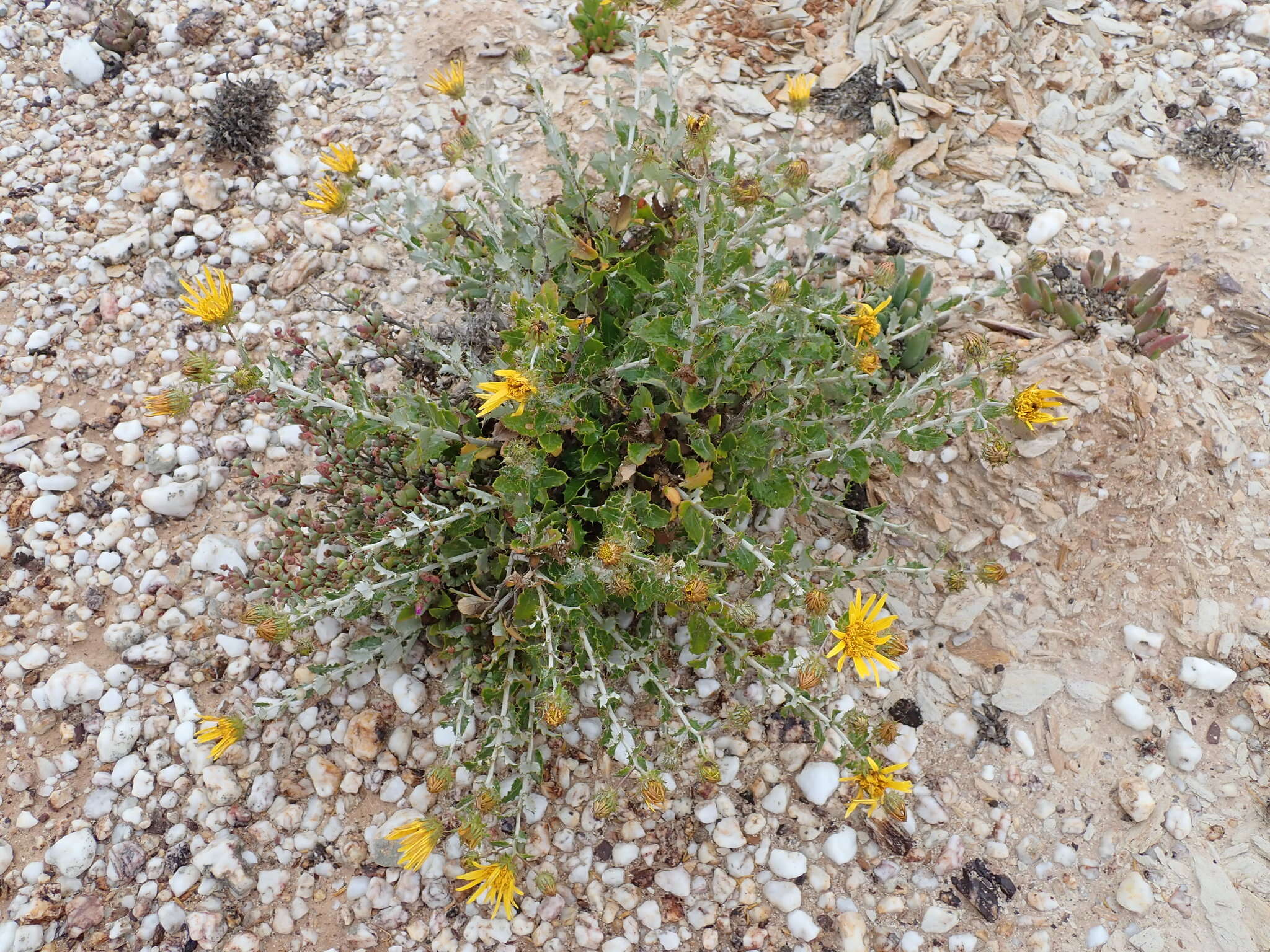 Image of Berkheya fruticosa (L.) Ehrh.