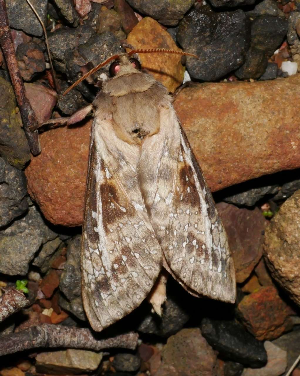 Image of Oxycanus australis Walker 1856