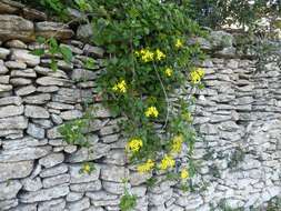 Image of creeping groundsel