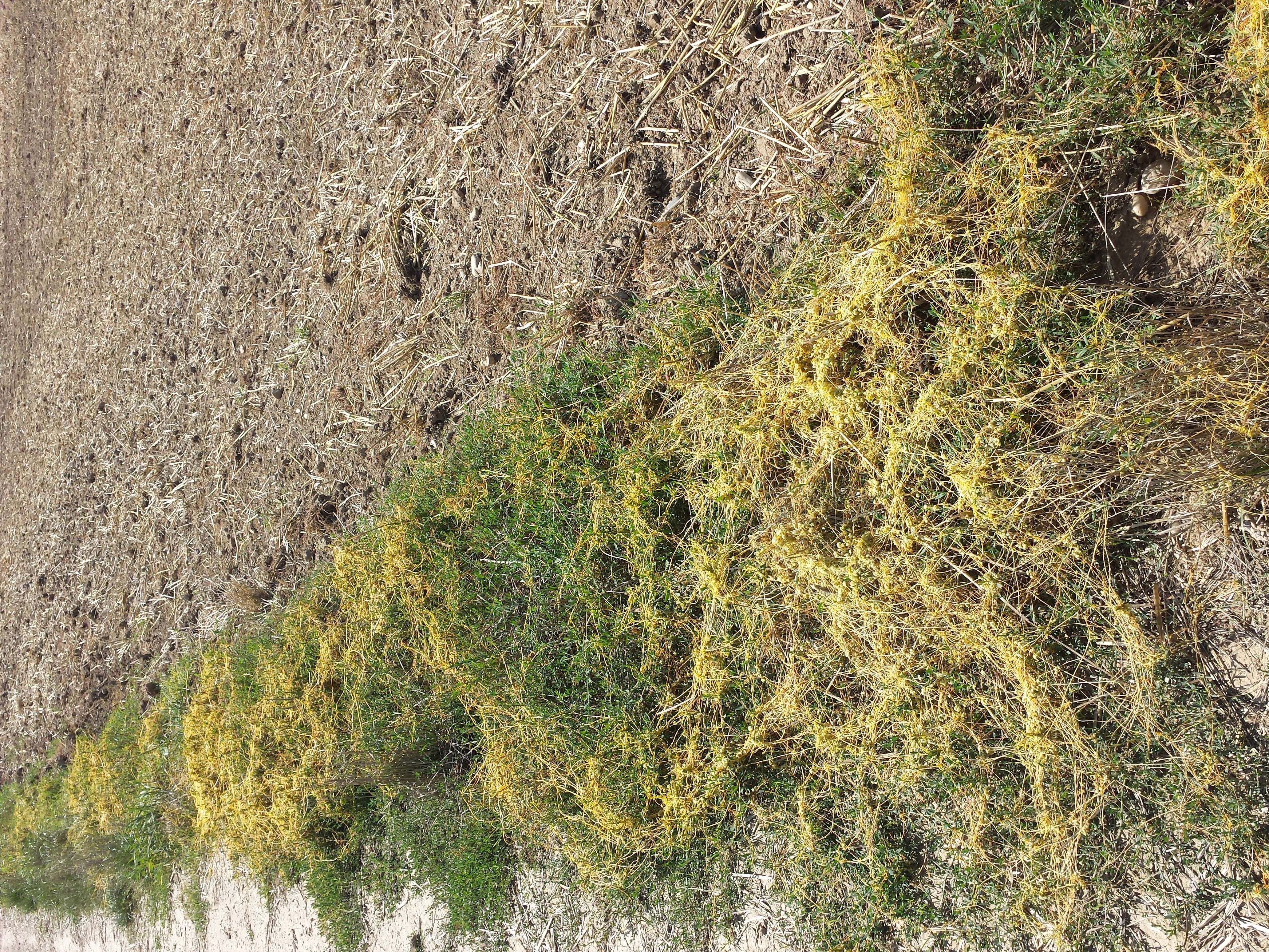 Image de Cuscuta campestris