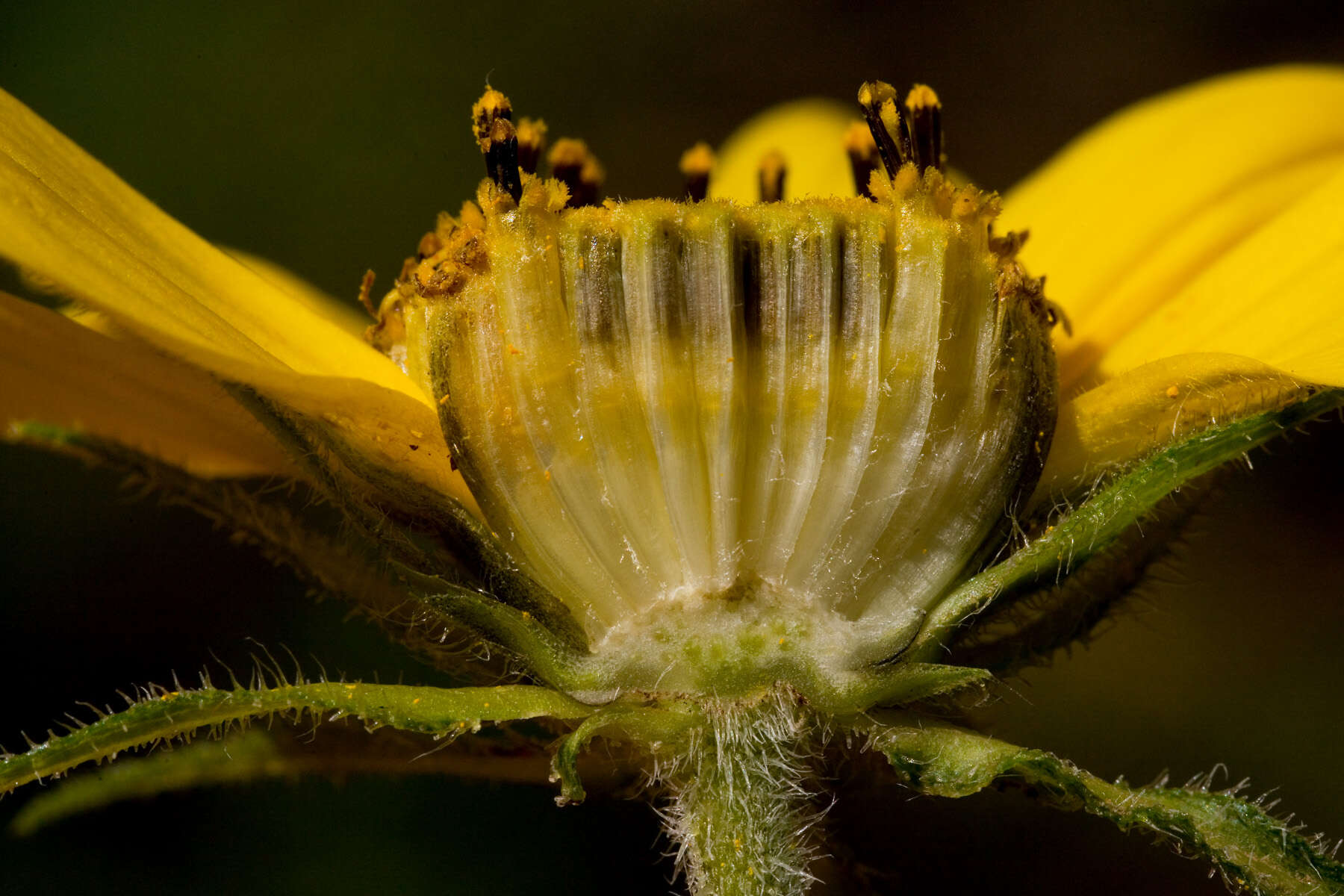 Plancia ëd Helianthella quinquenervis (Hook.) A. Gray