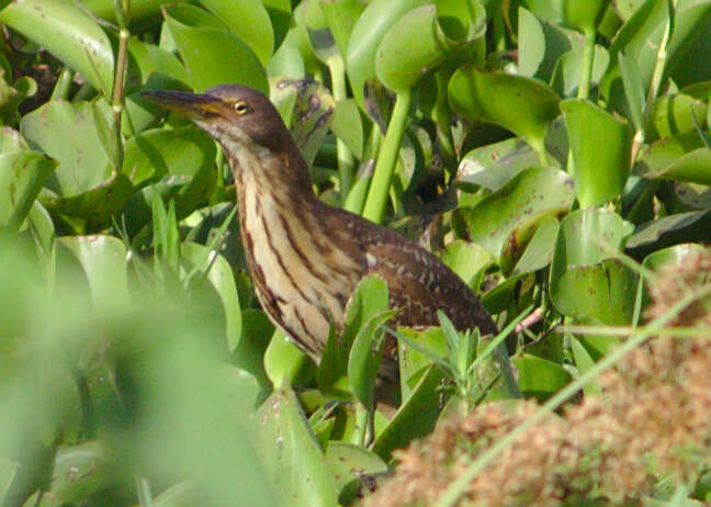 Image of Cinnamon Bittern