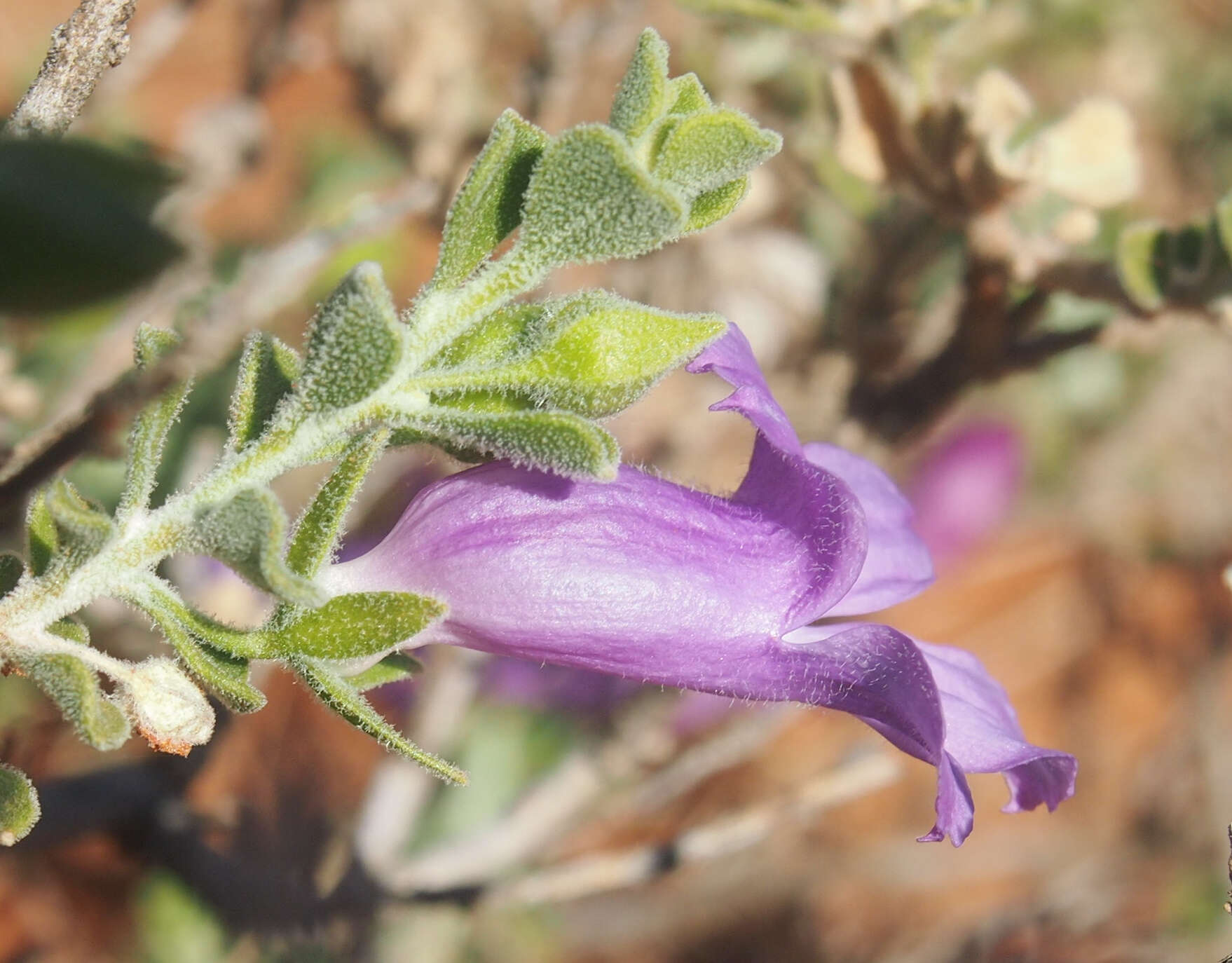 Imagem de Eremophila obovata L. S. Smith