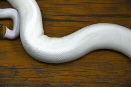 Image of Ball Python