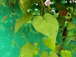 Plancia ëd Ipomoea triloba L.