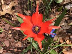 Image of Tulipa linifolia Regel