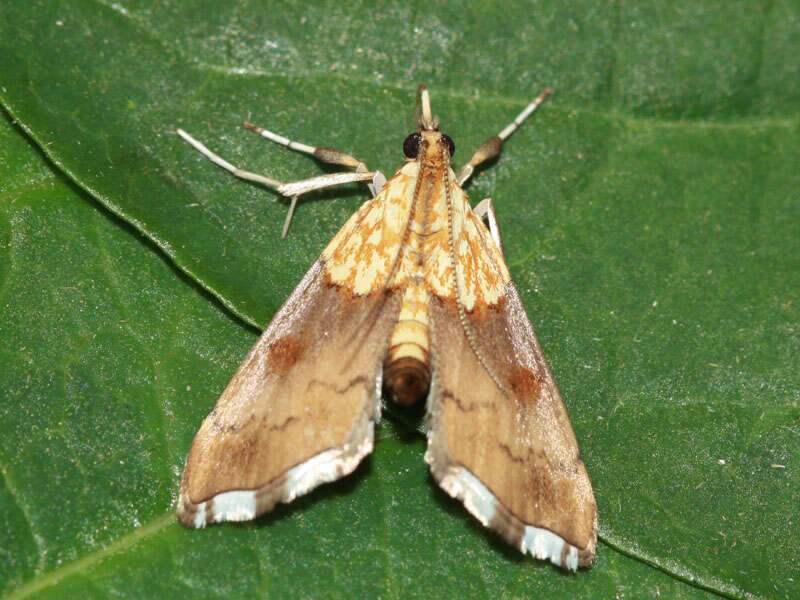 Image of Agrotera nemoralis Scopoli