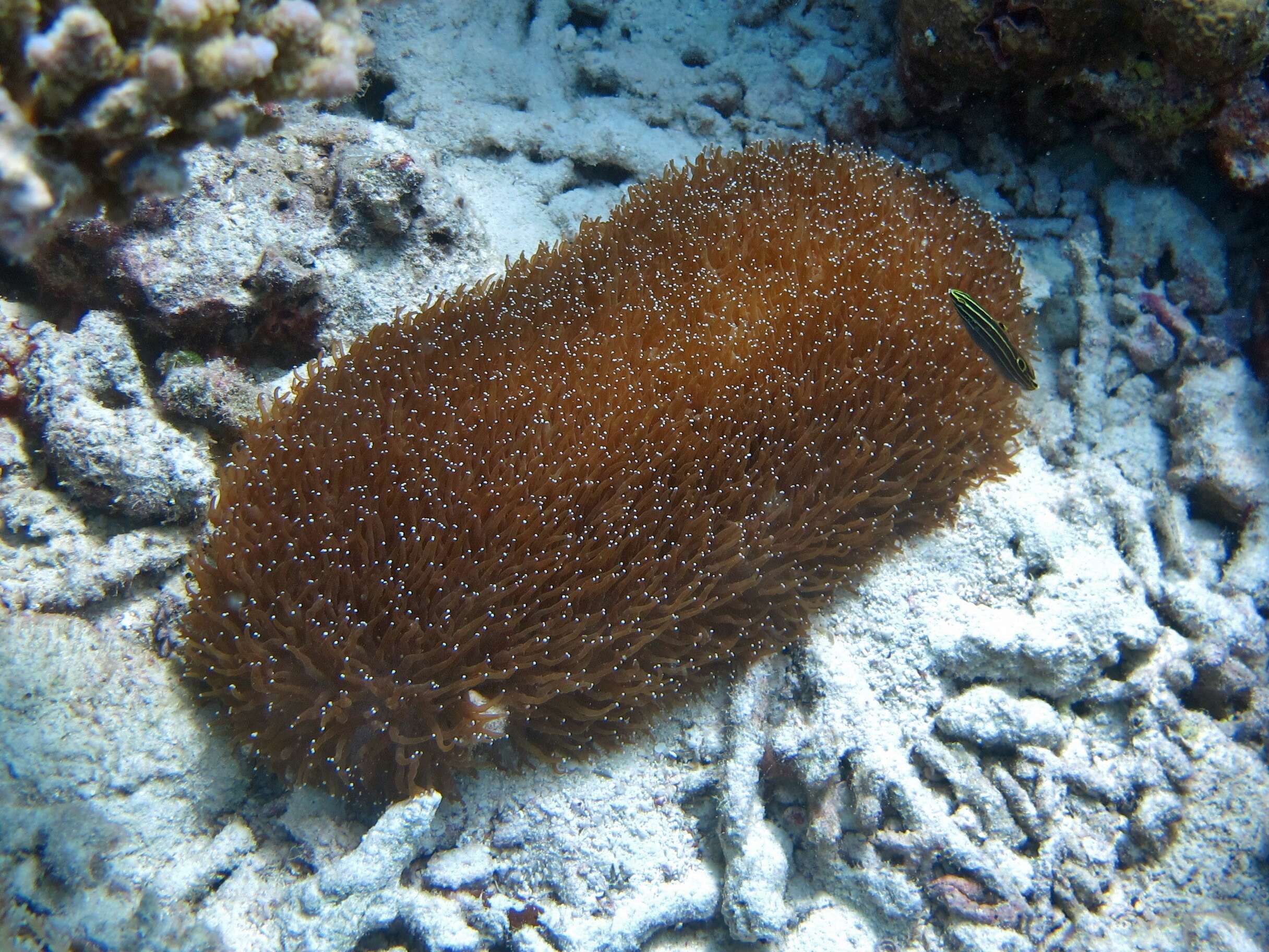 Image of mole coral