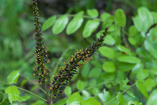 Image of shining false indigo