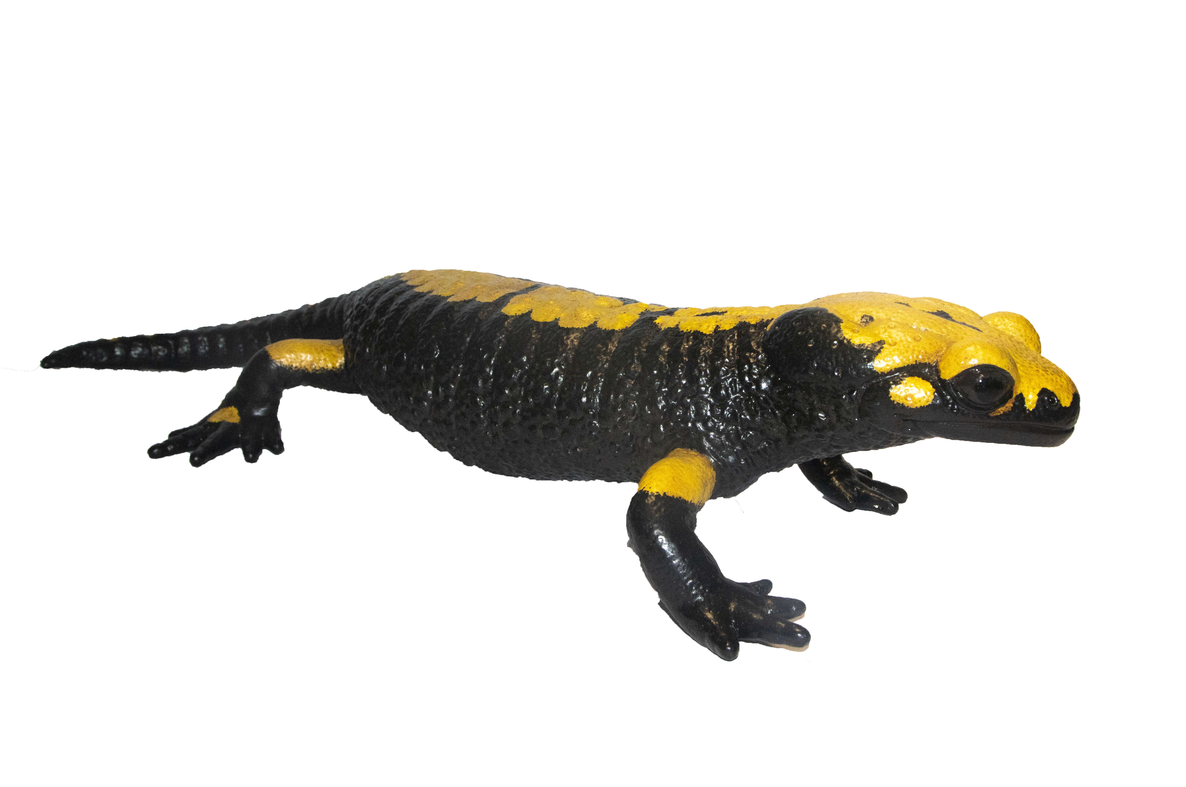 Image of Salamandra atra aurorae