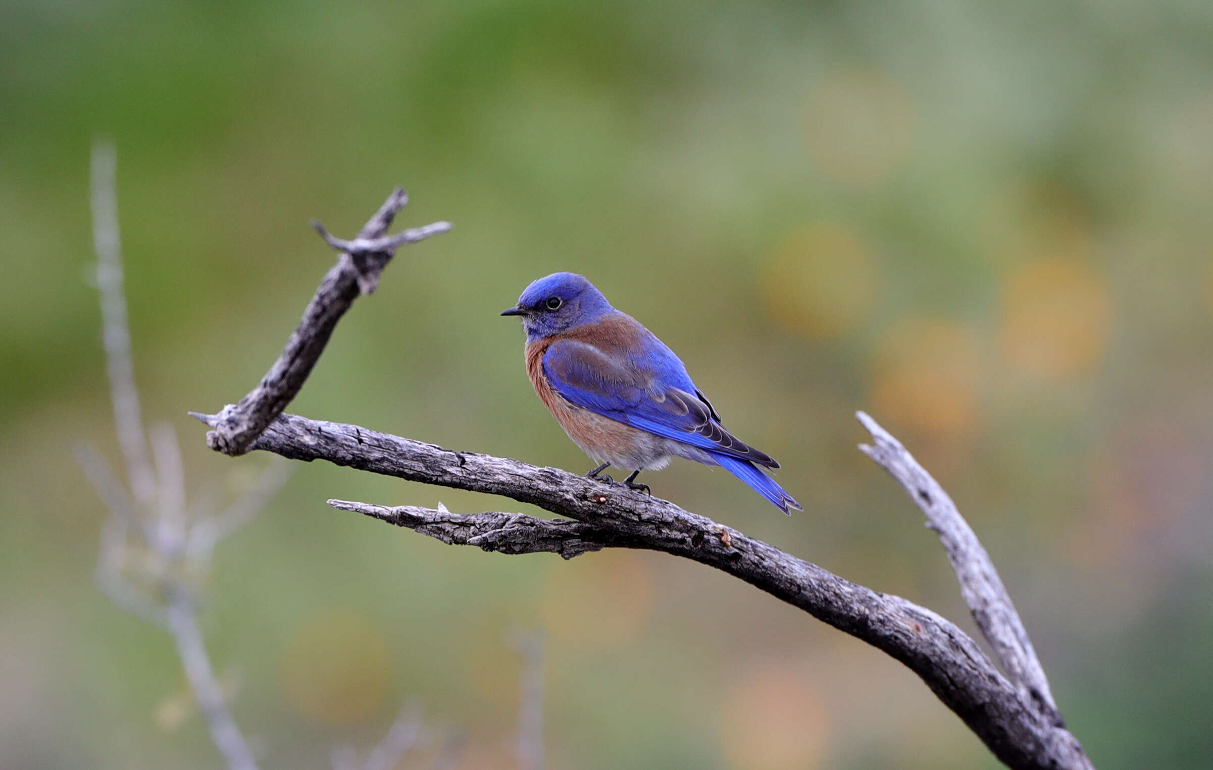 Image of Western Bluebird