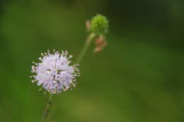 Image of Devil’s Bit Scabious