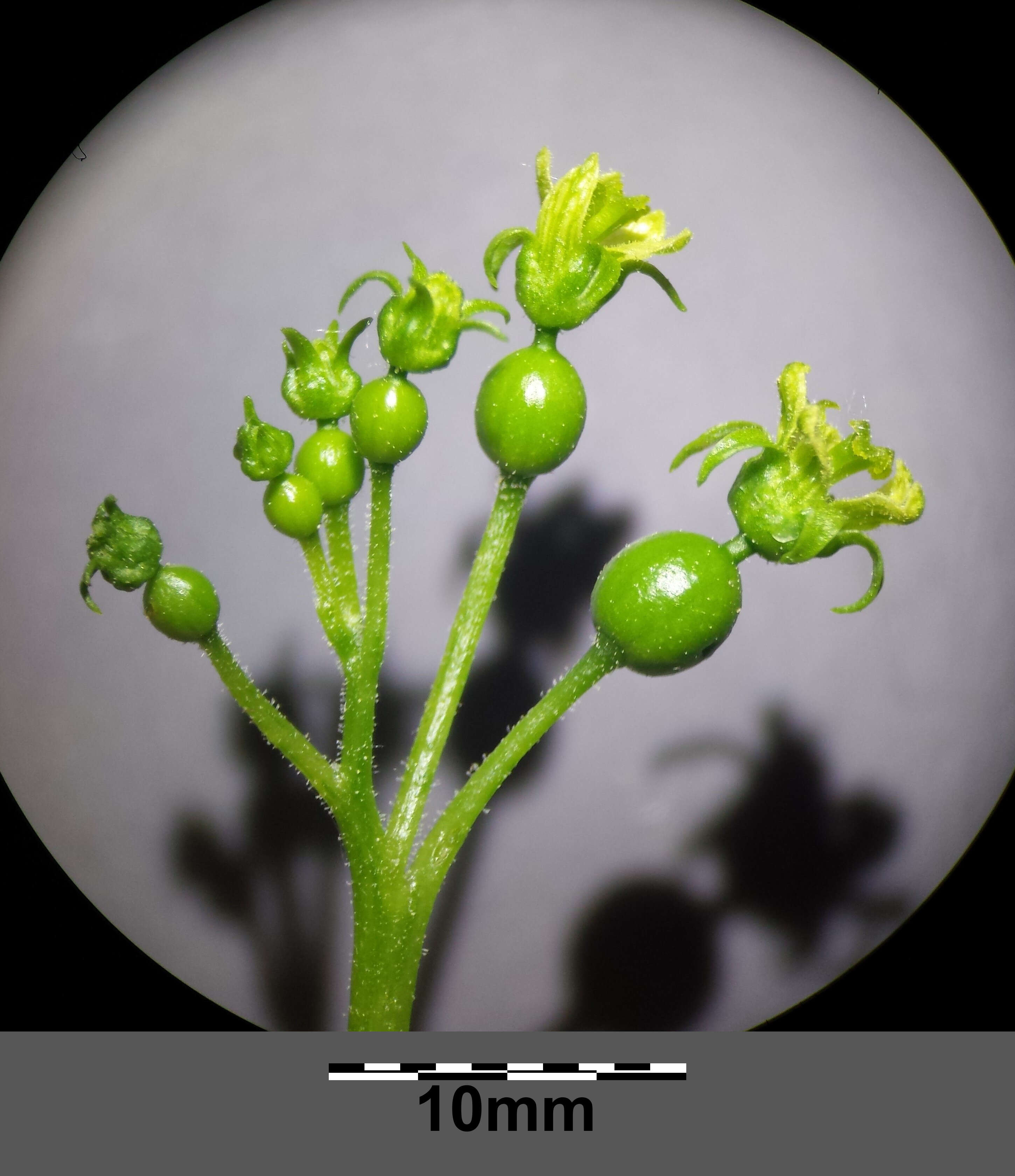 Image of white bryony