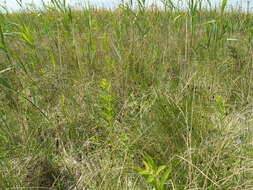 Image of Black Bog-rush