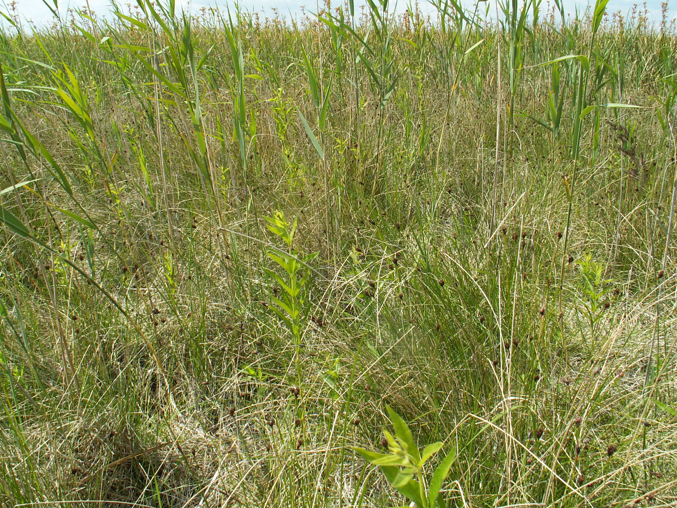 Image of Black Bog-rush