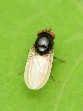 Image of lauxaniid flies