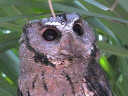 Image of Collared Scops Owl