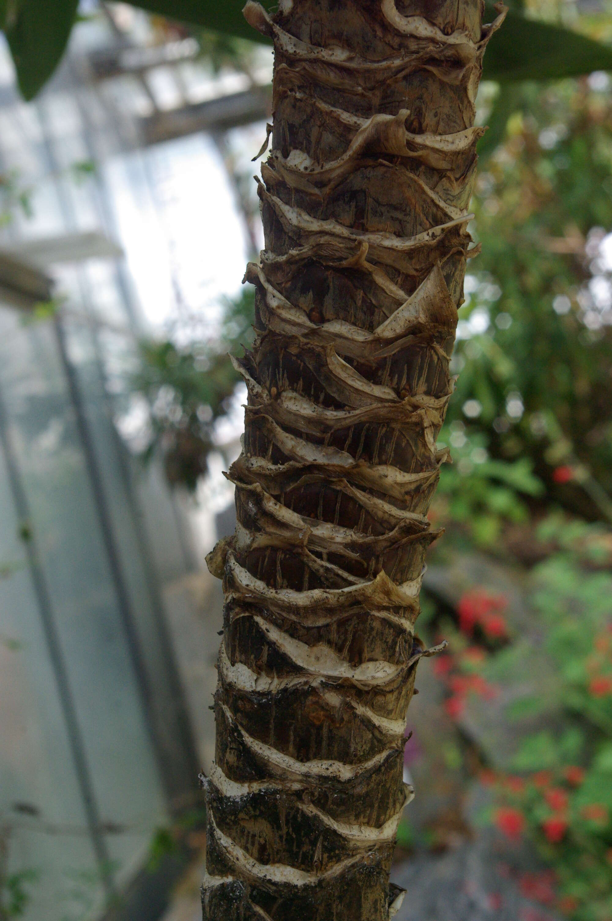 Image of Cordyline obtecta (Graham) Baker