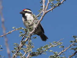 Tricholaema leucomelas (Boddaert 1783) resmi