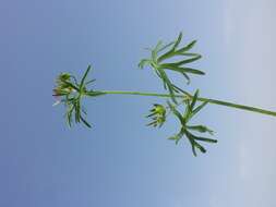 Plancia ëd Geranium dissectum L.