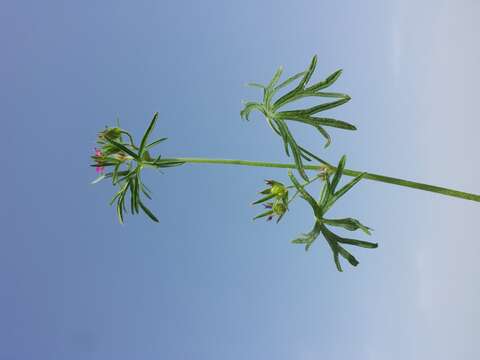 Plancia ëd Geranium dissectum L.