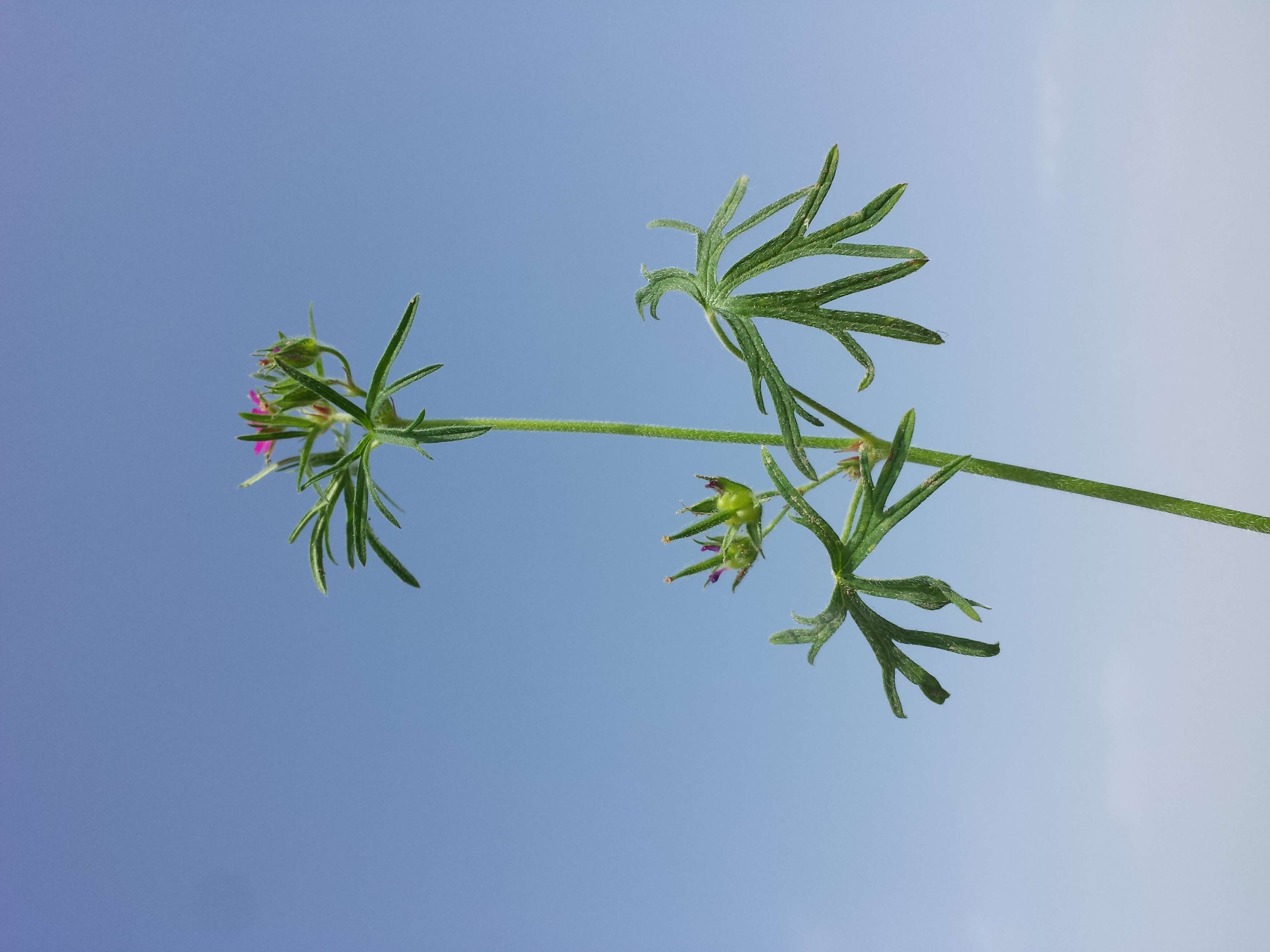 Plancia ëd Geranium dissectum L.