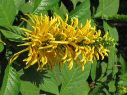 Image of Justicia aurea Schltdl.