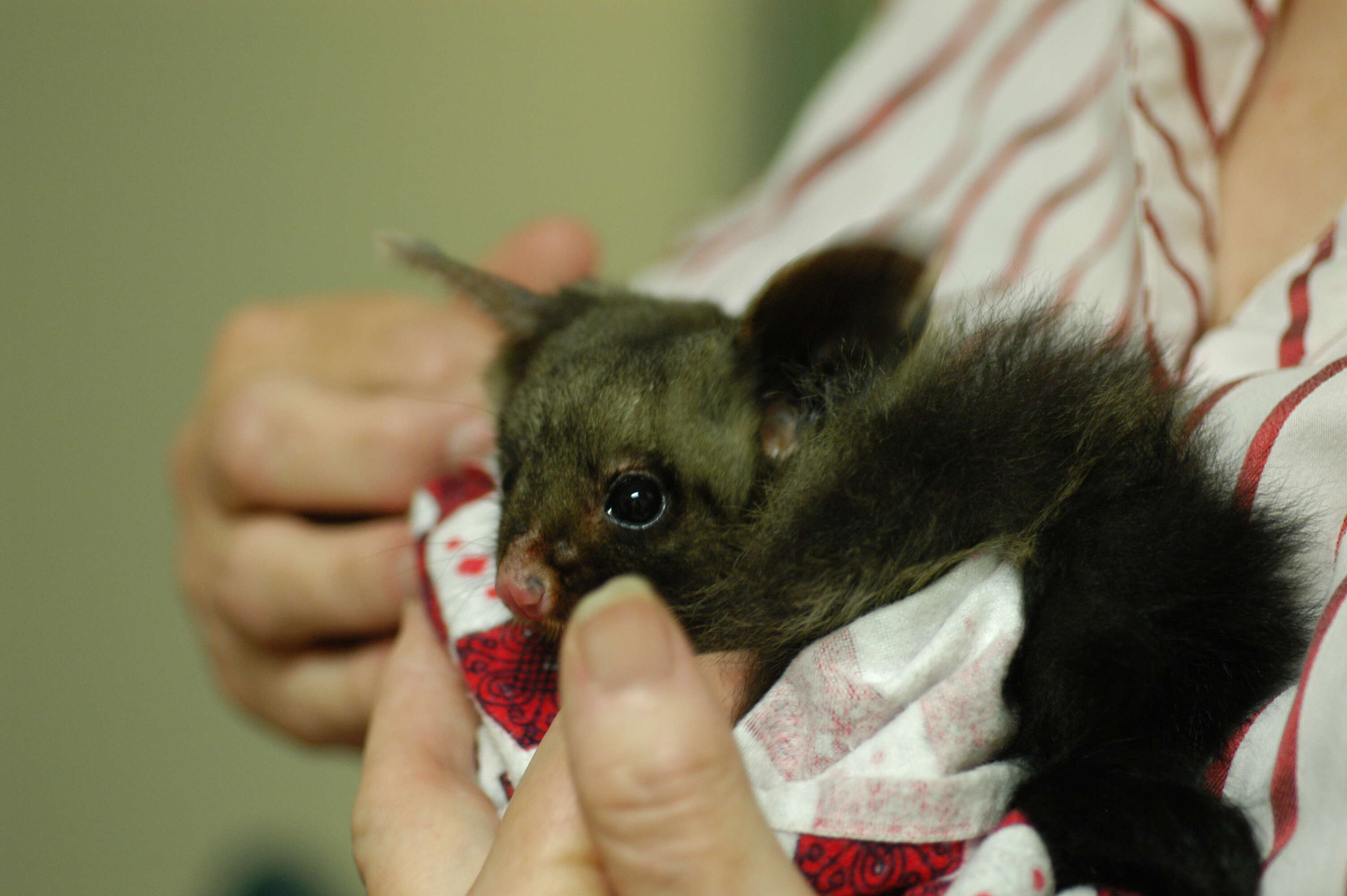 Image of Yellow-bellied Glider