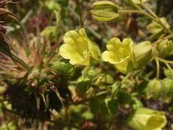 صورة Emmenanthe penduliflora Benth.