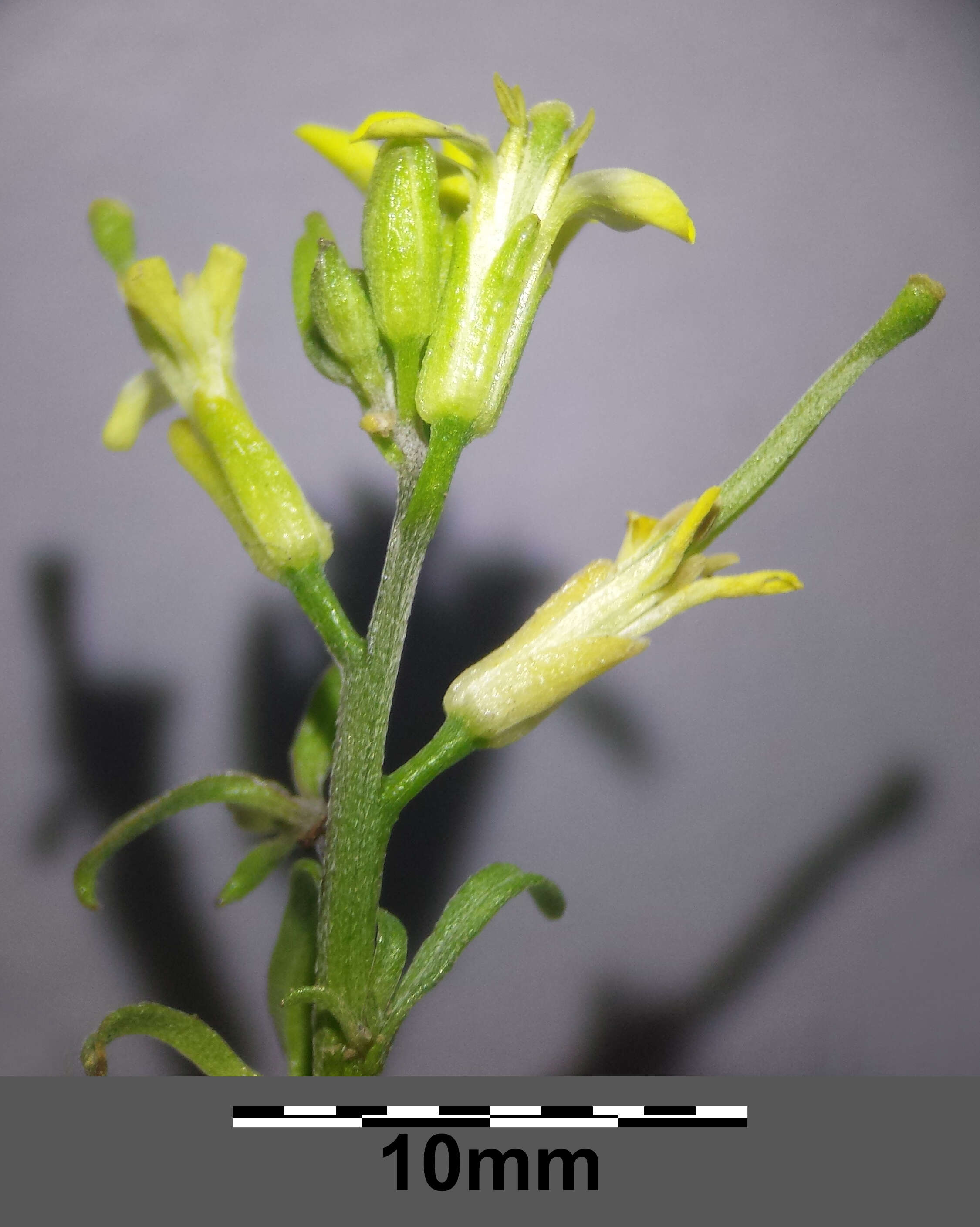 Plancia ëd Erysimum repandum L.