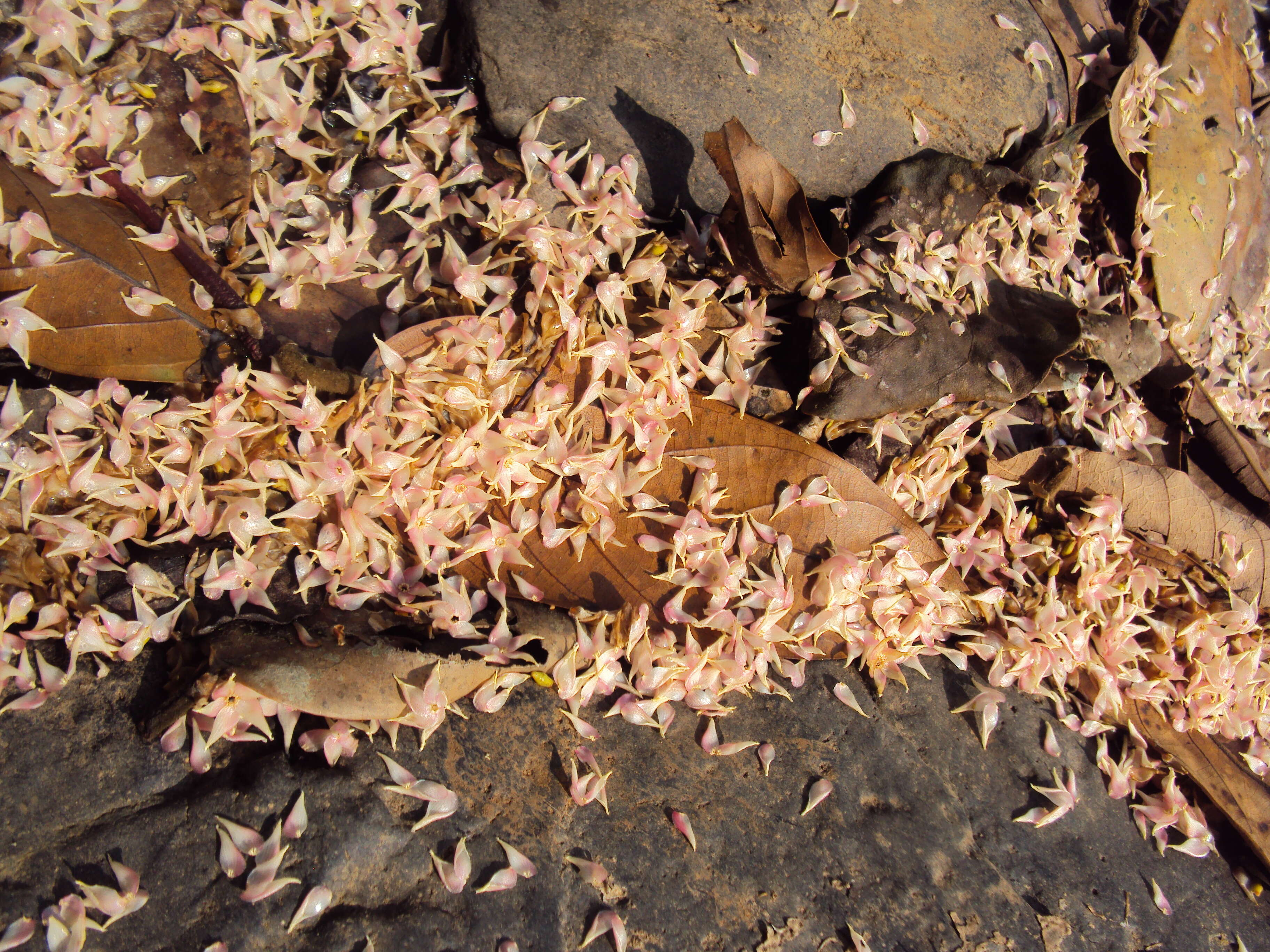 Image of Hopea ponga (Dennst.) D. J. Mabberley