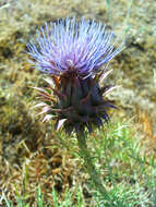 Image of Cynara humilis L.