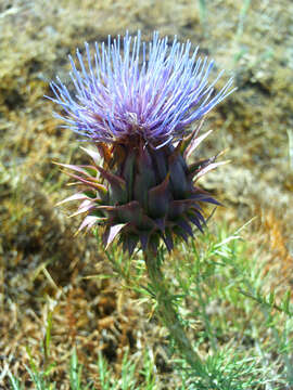 Image of Cynara humilis L.