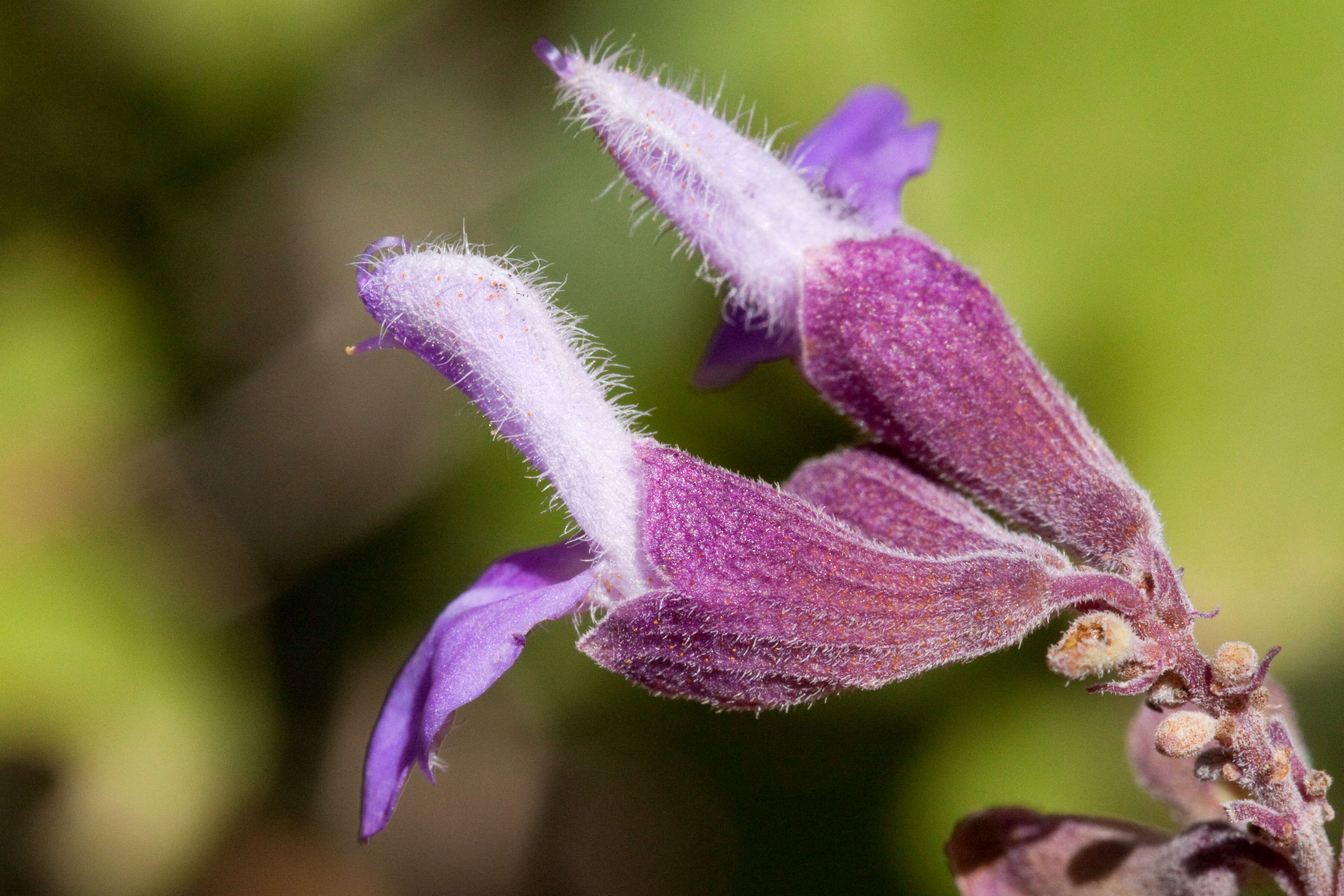 Image of rock sage