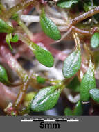 Image of eight-stamened waterwort