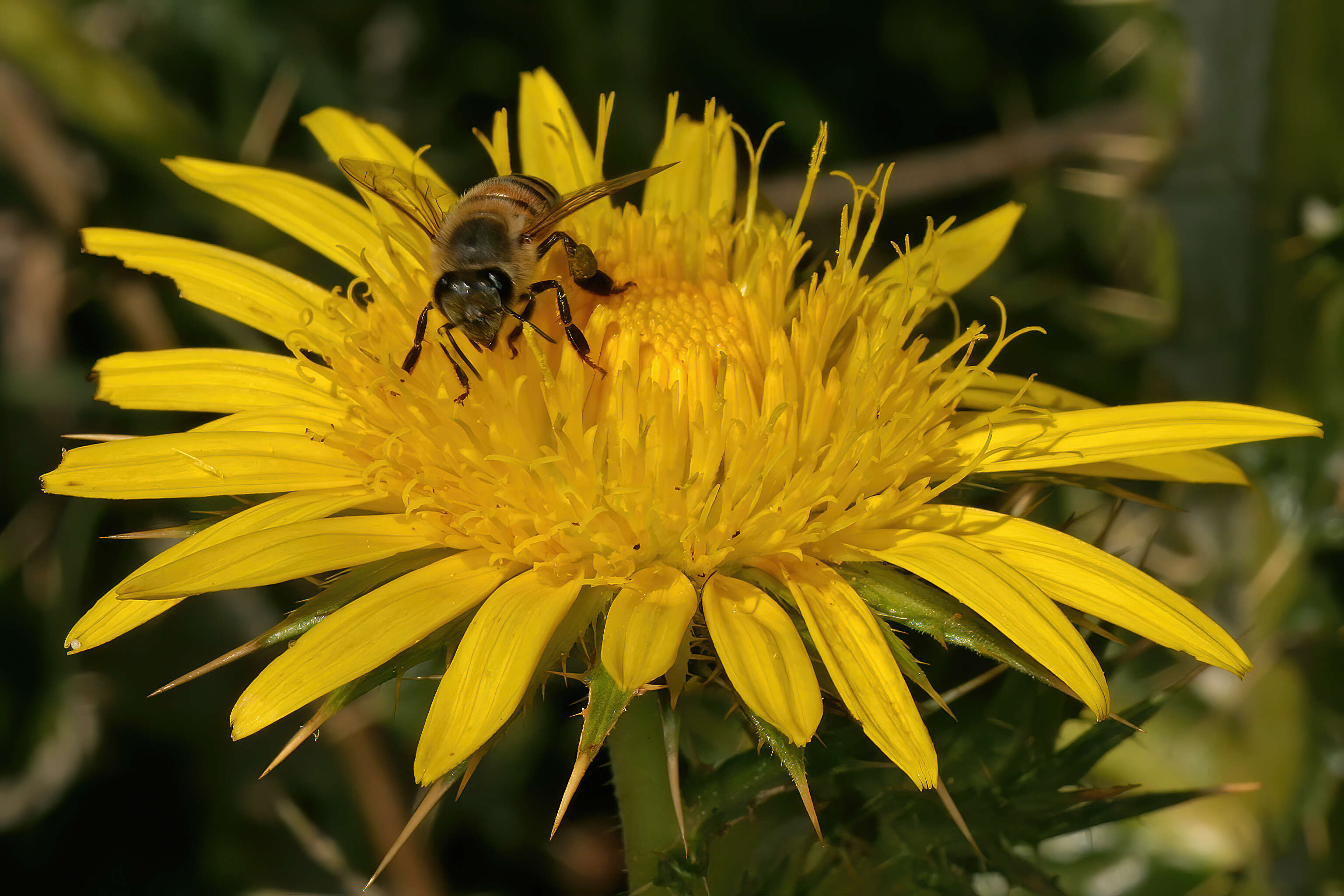 Слика од Apis mellifera scutellata