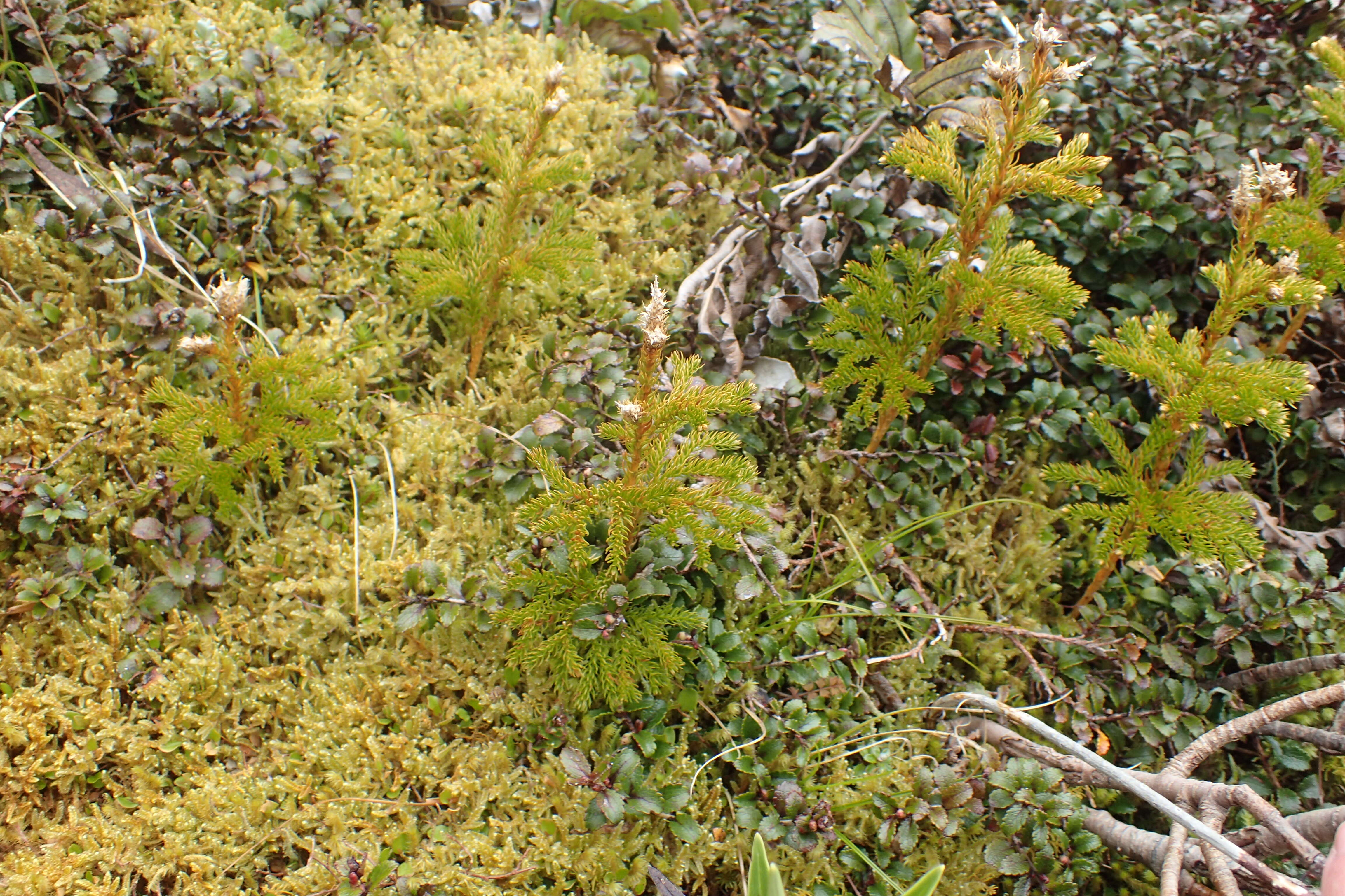 Image of Austrolycopodium fastigiatum (R. Br.) Holub