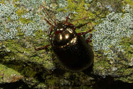 Image of Chrysolina bankii