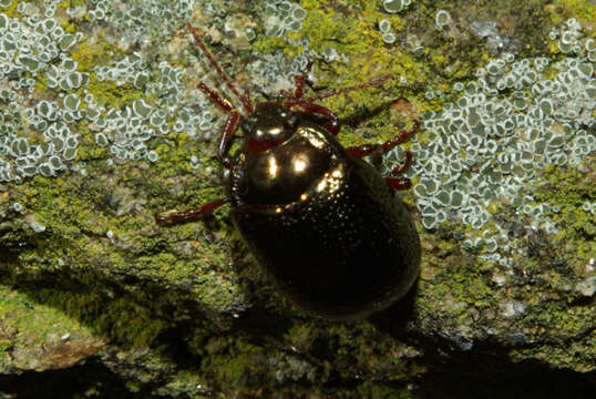 Image of Chrysolina bankii