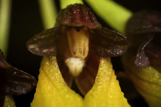 Image of Bulbophyllum retusiusculum Rchb. fil.