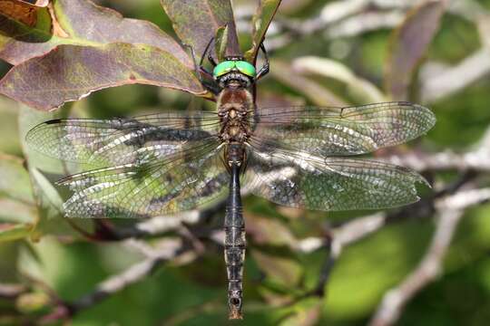 Image of Brush-tipped Emerald