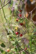 Image of Ribes aciculare Sm.