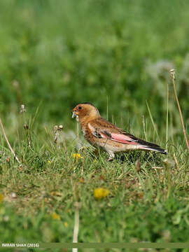 Image of Asian Crimson-winged Finch