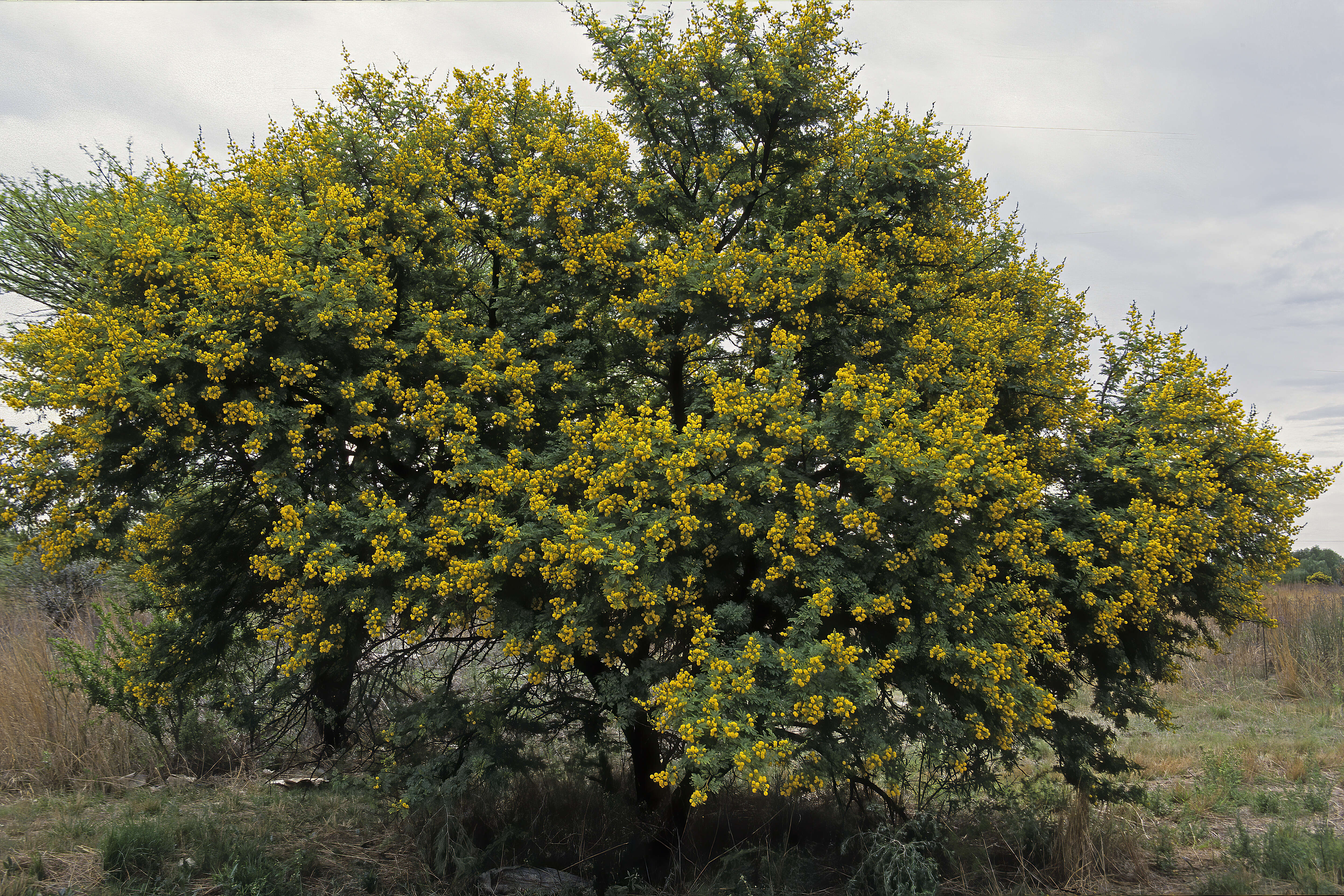 Imagem de Vachellia karroo (Hayne) Banfi & Galasso