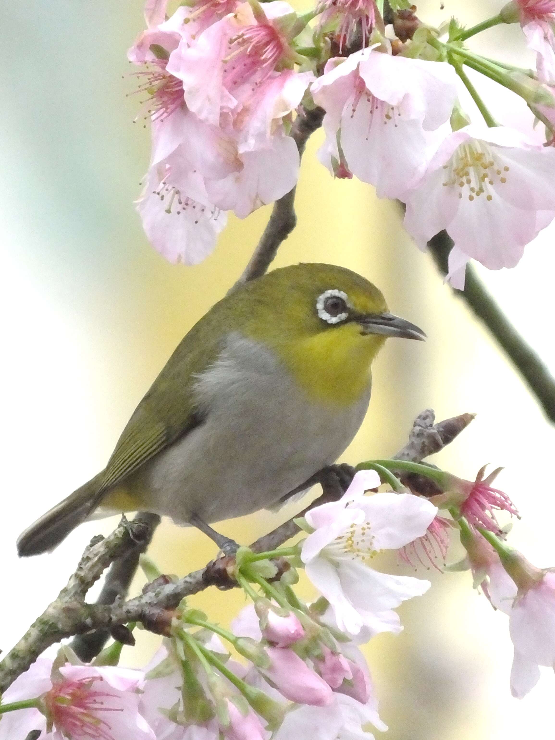 Image of Swinhoe's White-eye