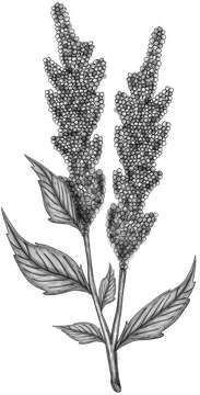 Image of quinoa