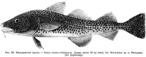 Image of Atlantic cod