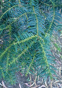 Imagem de Cephalotaxus harringtonii var. wilsoniana (Hayata) Kitam.