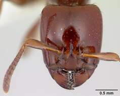 Imagem de Centromyrmex secutor